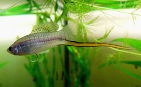 Xiphophorus_nezahualcoyotl2.jpg