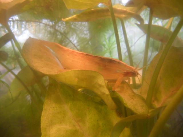 2435_bamboo_shrimp.jpg