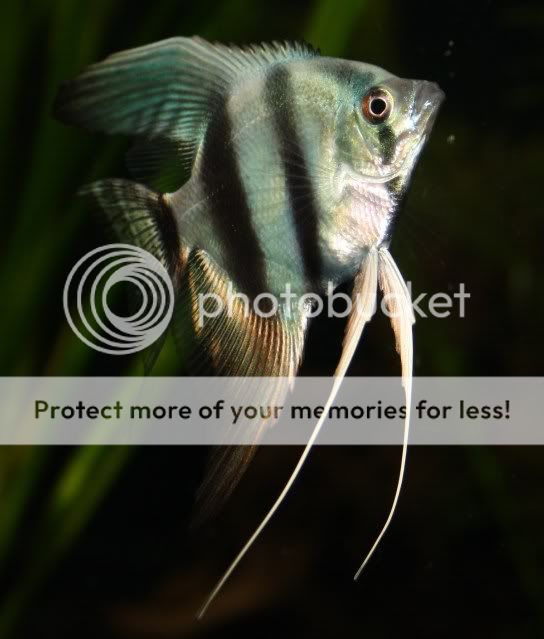 Fish21-06-09009.jpg
