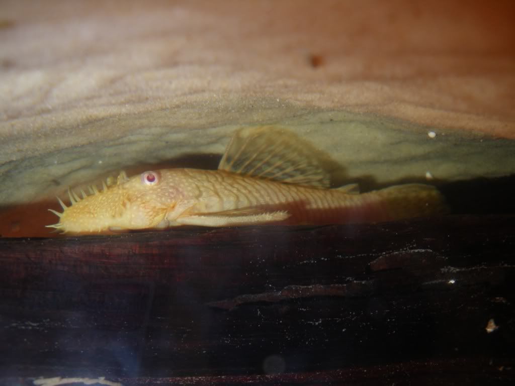 albino.jpg