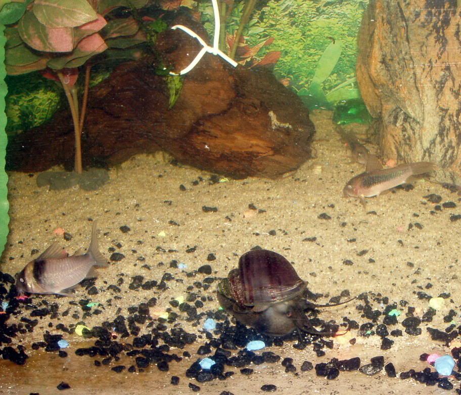 coryAtlantistank014b.jpg