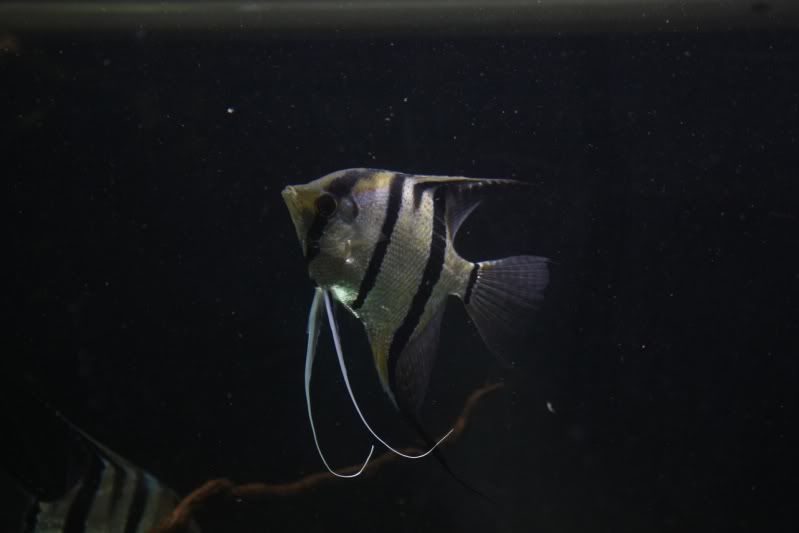 fish10.jpg
