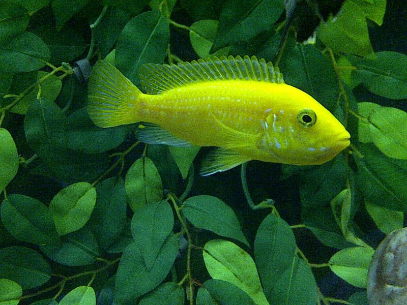 Female2.jpg