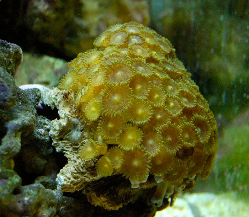 abpolyps.jpg