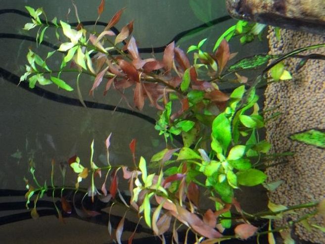newplant_zpsb06cdff6.jpg