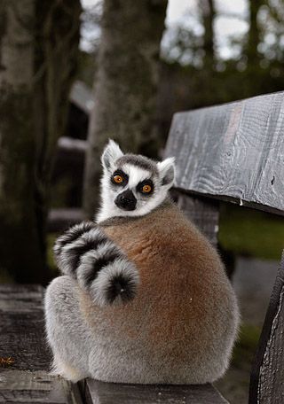 fota101.jpg