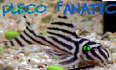 plecofanatic2.gif