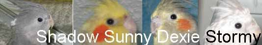 mybirds.jpg