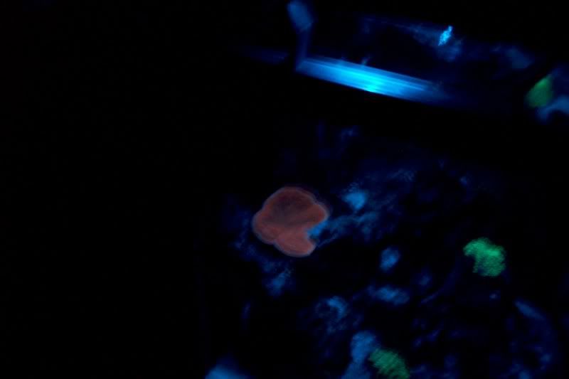 aquarium127.jpg