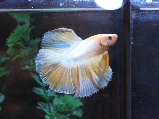 fish307.jpg
