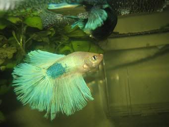 bettas031.jpg