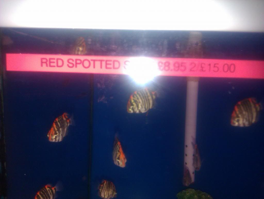 IMAG0205_zpsc36dd73a.jpg