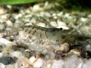freshwater-shrimp.jpg