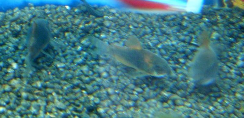 Picture013.jpg