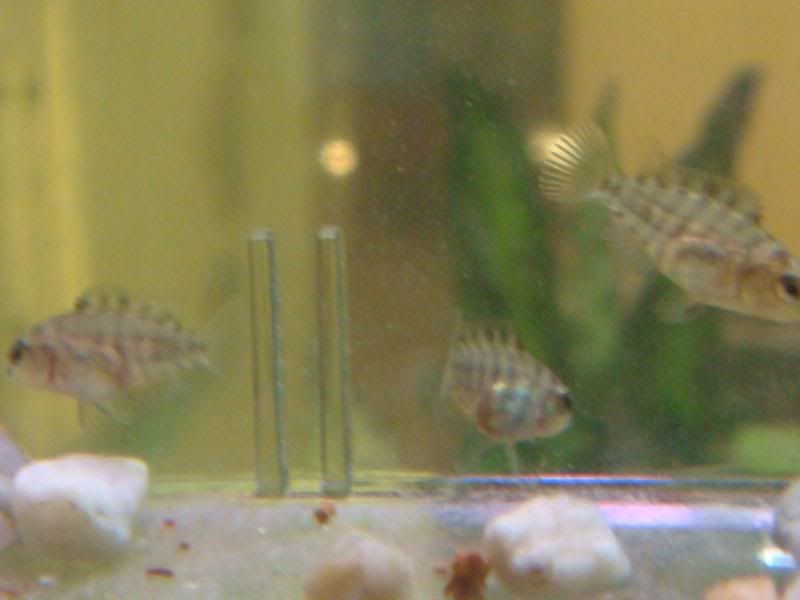 fish004-3.jpg