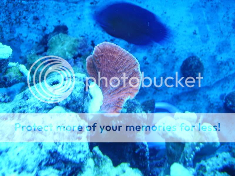 newredcorals008.jpg