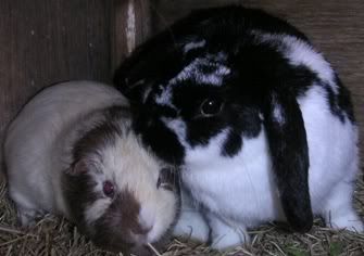 pigapig5.jpg