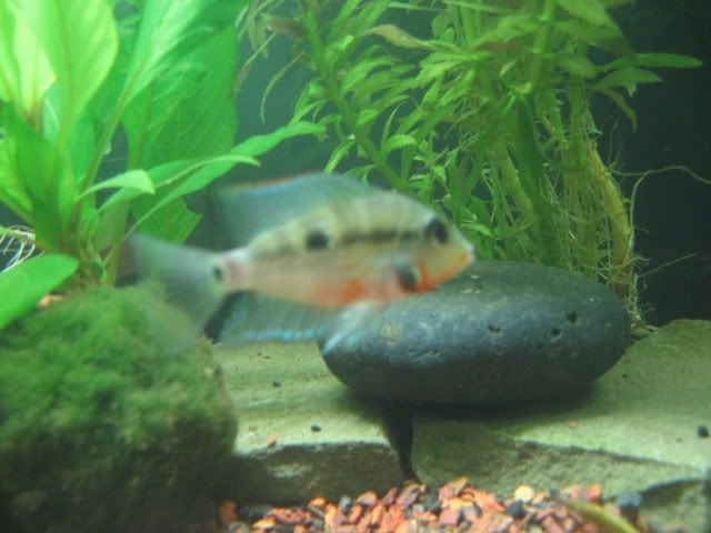 firemouth007.jpg