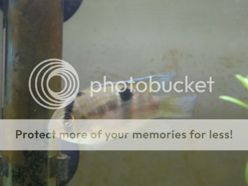 PictureorVideo322.jpg