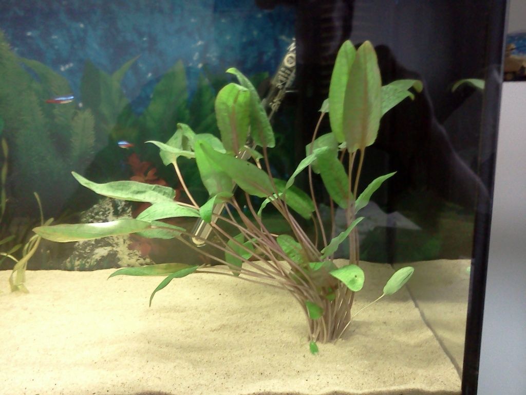 plant060.jpg