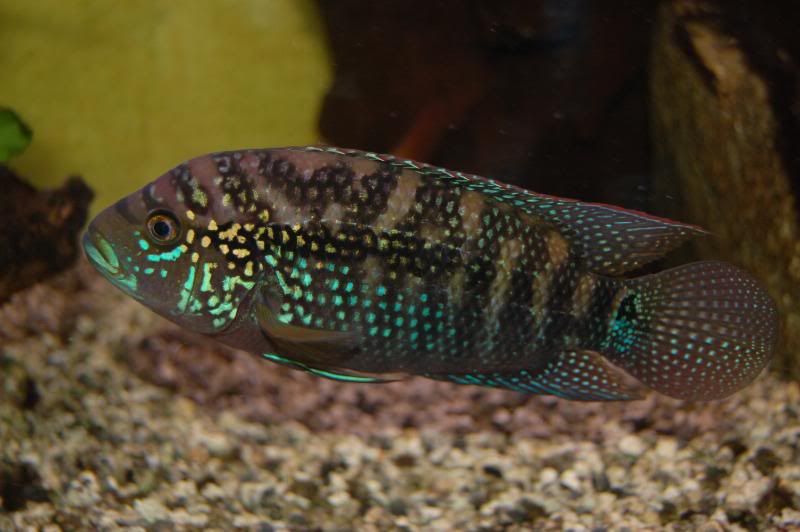 DSC_0074.jpg