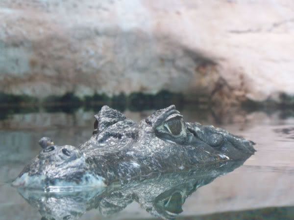 caiman1.jpg