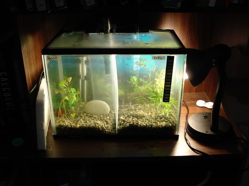 Fencingandbettas054.jpg