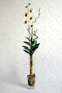 lucky_bamboo_orchid_betta_eco_aquar.jpg