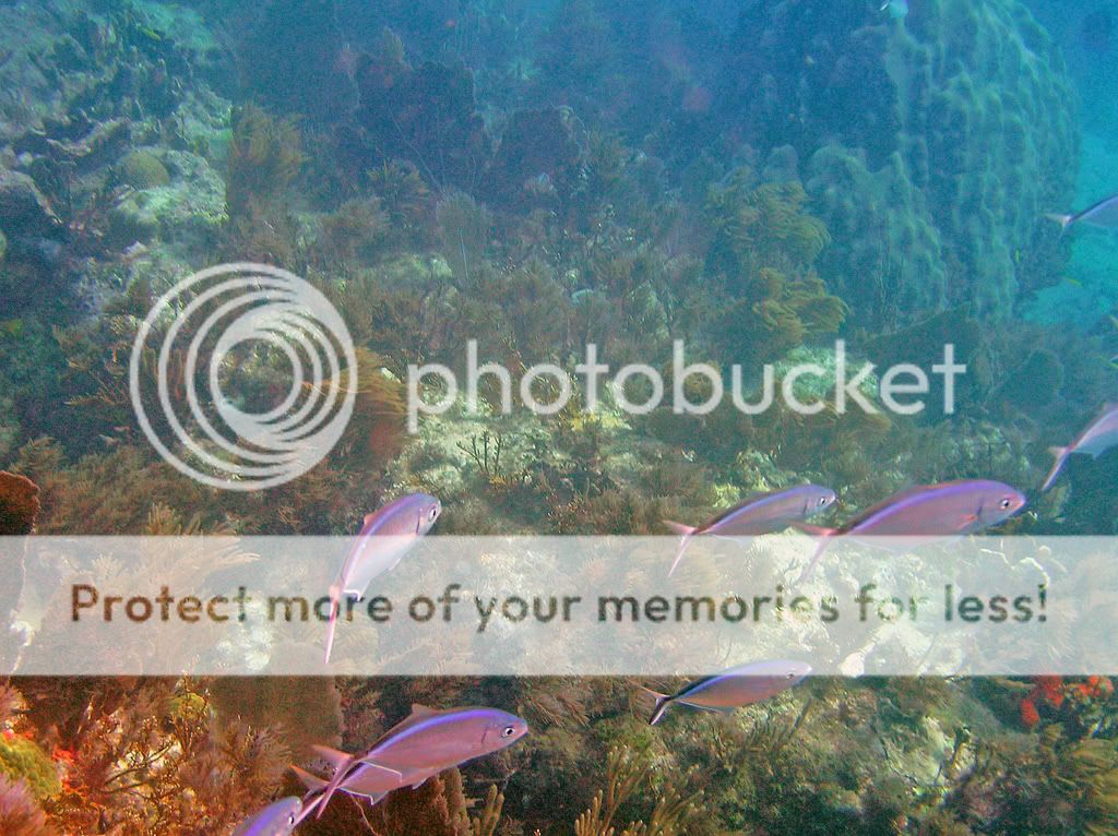 BarJackReef.jpg