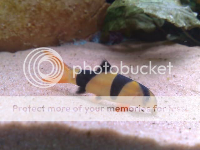 21122008034.jpg