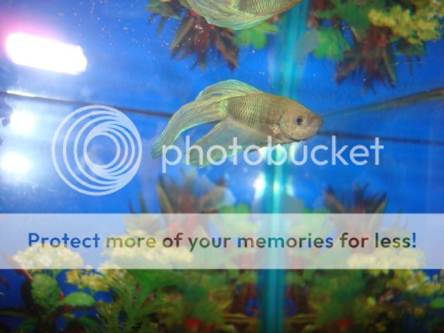 bettas002-1.jpg