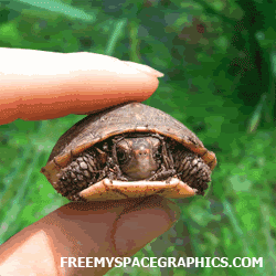 192-scared-turtle.gif