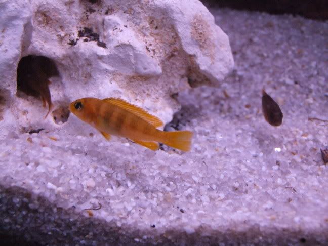 2006_02262weekbetta0008.jpg