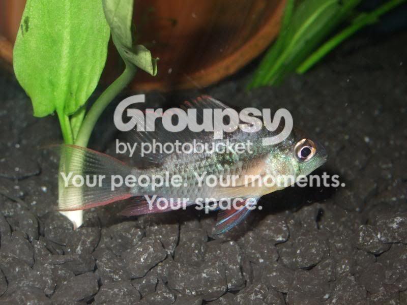 fish001-1.jpg