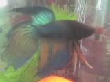 DSC00442.jpg