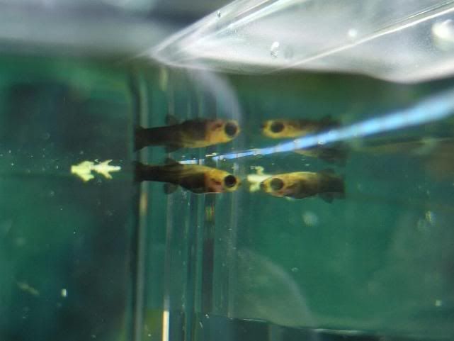 babyfish2.jpg