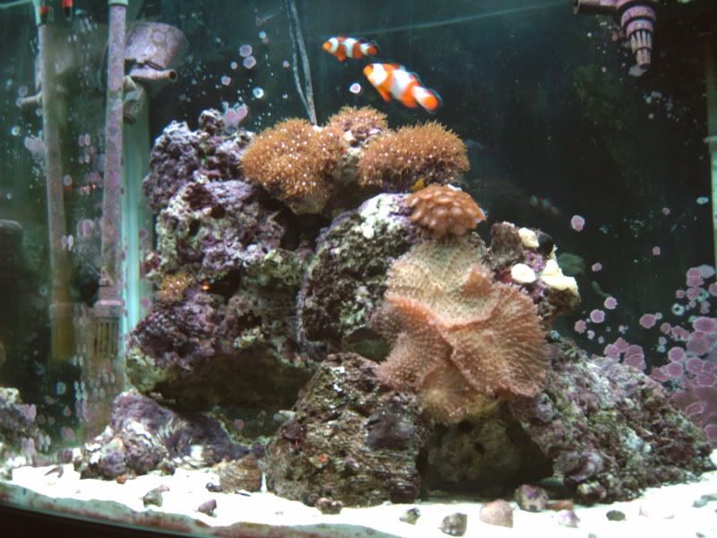 angelfish005.jpg