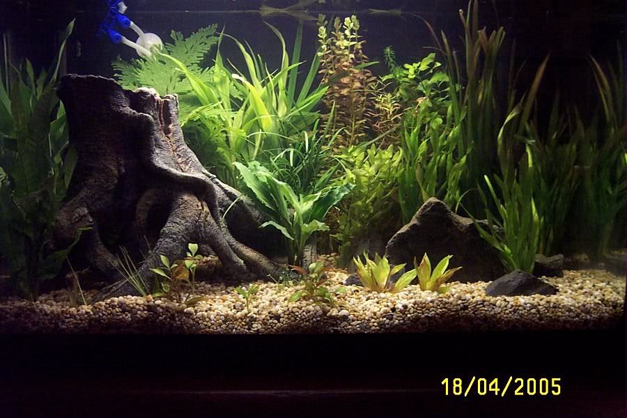 aquascaped.jpg
