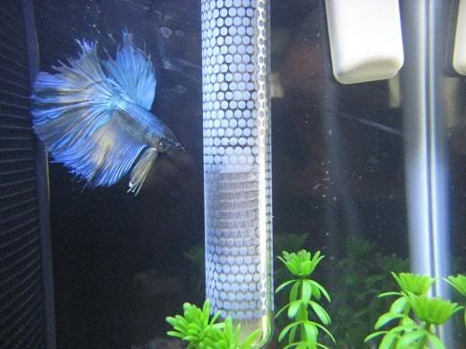 fish279.jpg
