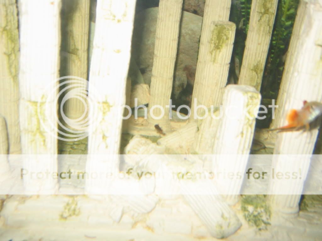 reptiles118.jpg