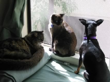 Three_cuties_window2.jpg