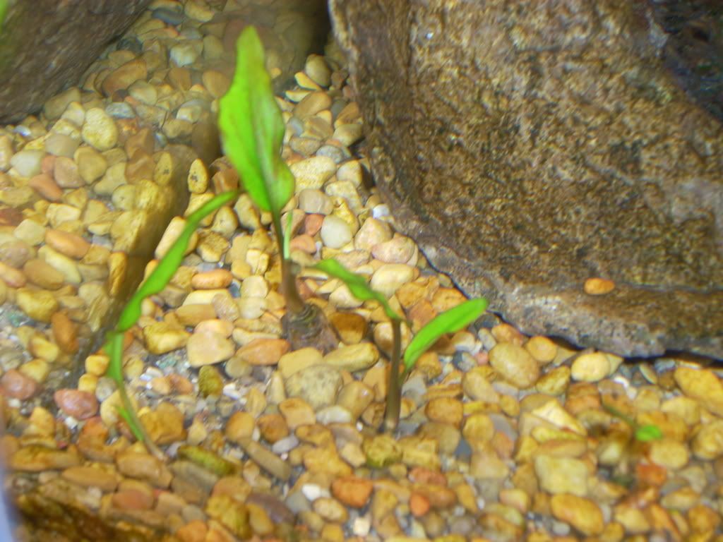 Pics056.jpg