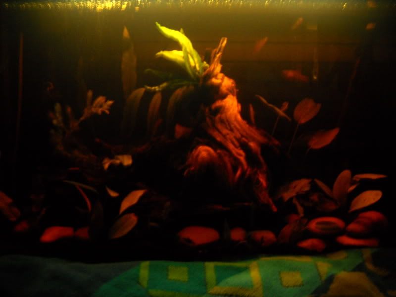DSCN0147.jpg
