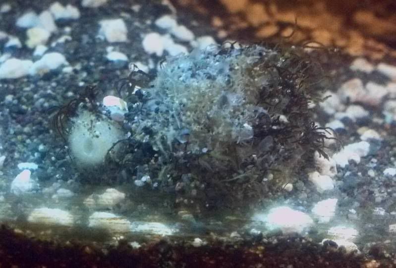 weirdsnailshellgrowth.jpg
