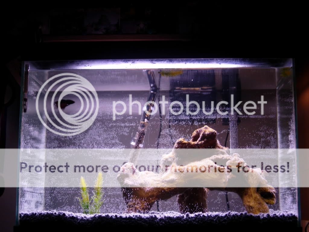 Fish008.jpg