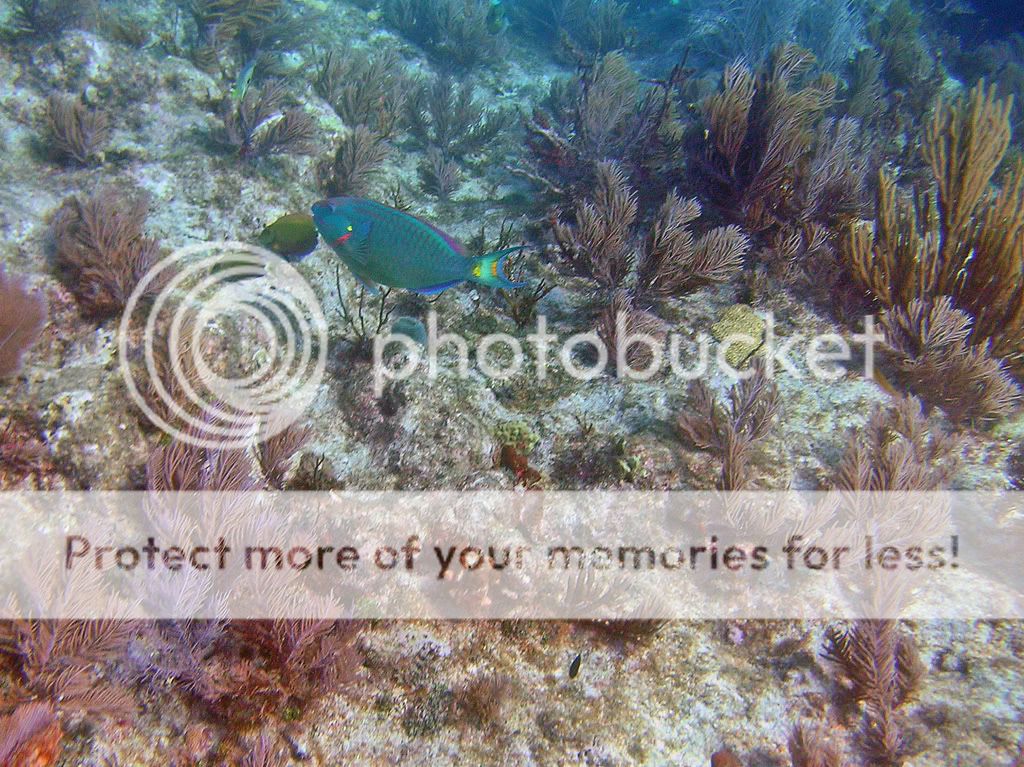 princessparrotfish0107.jpg
