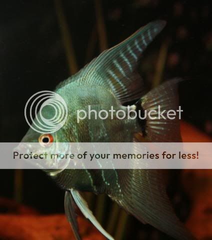 Fish14-08-09046.jpg