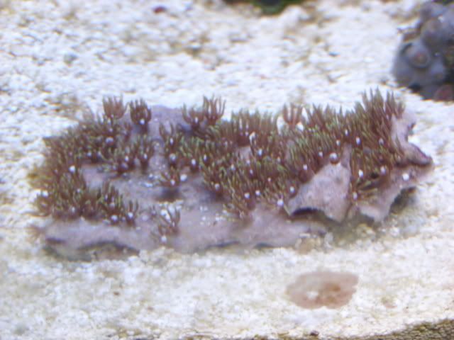 SN850691.jpg