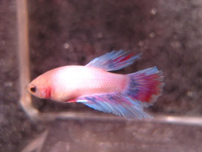 Fish451.jpg