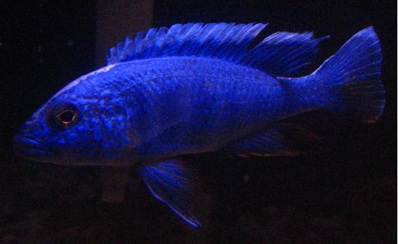 Electric_blue_hap.jpg